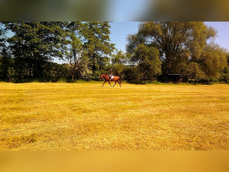 Hannoveriano Caballo castrado 10 años 175 cm Alazán in Kirchhain