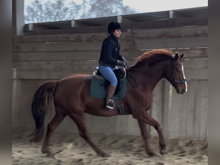 Hannoveriano Caballo castrado 10 años 175 cm Alazán in Kirchhain