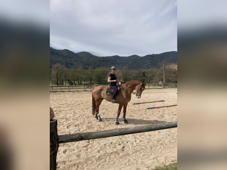 Hannoveriano Caballo castrado 10 años 175 cm Alazán in rocbaron