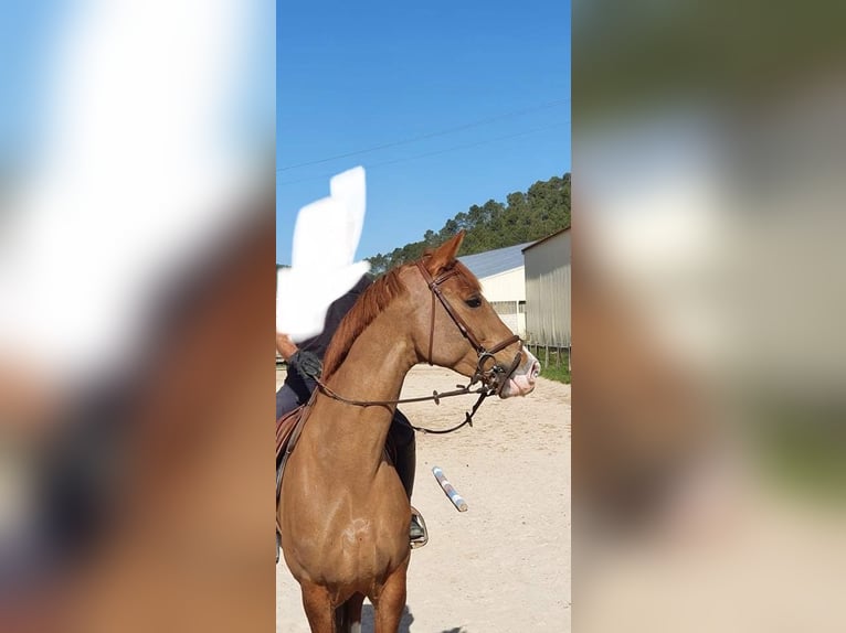 Hannoveriano Caballo castrado 10 años 175 cm Alazán in rocbaron