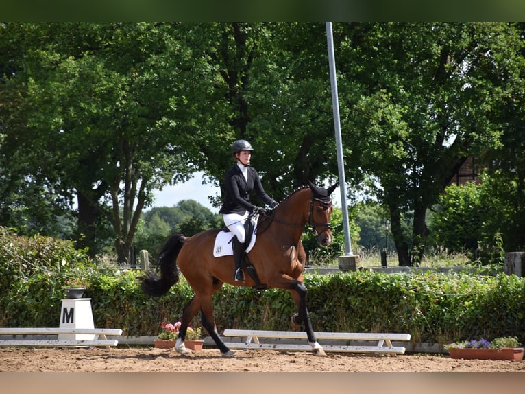 Hannoveriano Caballo castrado 10 años 175 cm Castaño in Garbsen