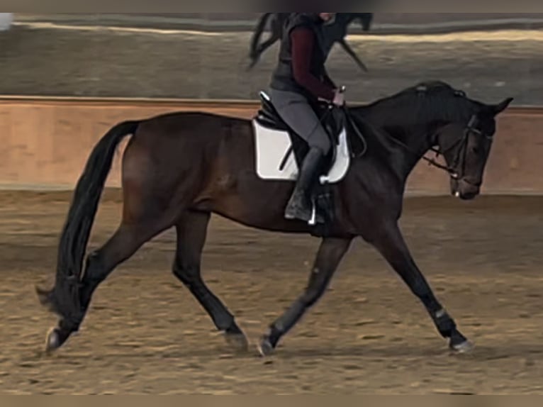 Hannoveriano Caballo castrado 10 años 175 cm Castaño oscuro in Bassum