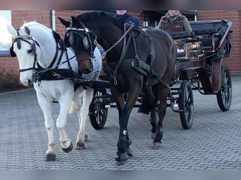 Hannoveriano Caballo castrado 10 años 175 cm Castaño oscuro in Bassum
