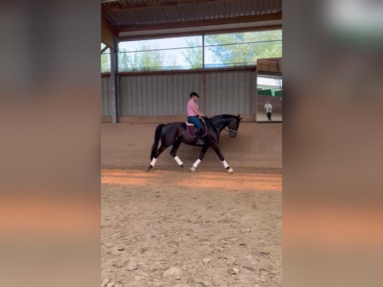 Hannoveriano Caballo castrado 10 años 175 cm Morcillo in Landesbergen