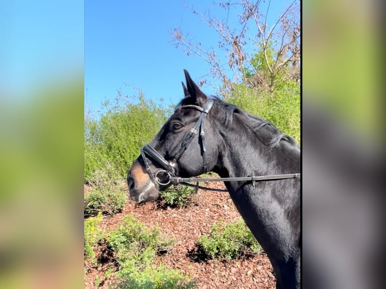 Hannoveriano Caballo castrado 10 años 175 cm Negro in Wolfsburg