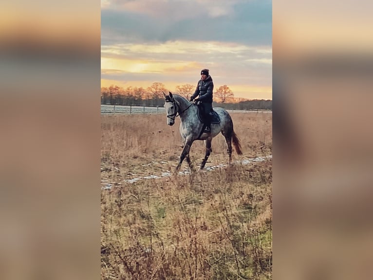 Hannoveriano Caballo castrado 10 años 175 cm Tordo picazo in Ludwigslust