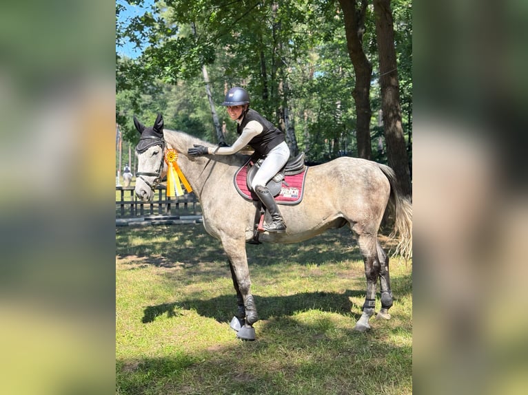 Hannoveriano Caballo castrado 10 años 175 cm Tordo picazo in Ludwigslust