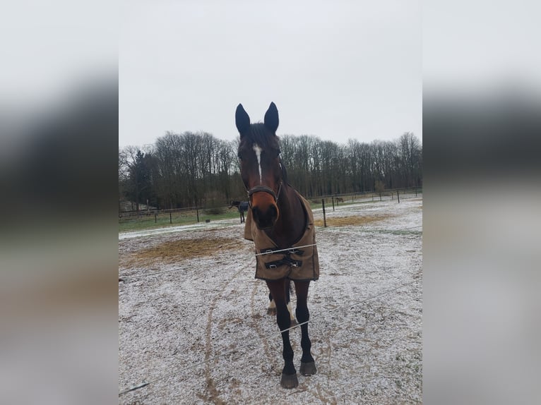 Hannoveriano Caballo castrado 10 años 176 cm in Schildow