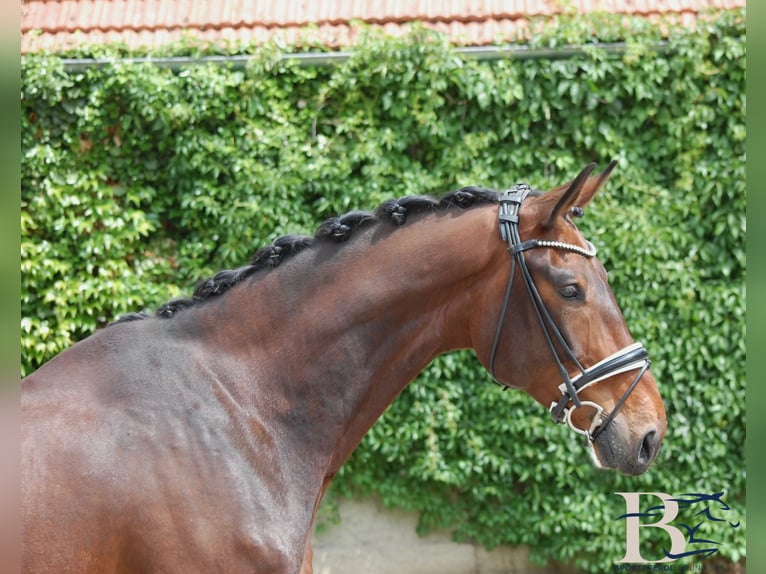 Hannoveriano Caballo castrado 10 años 176 cm Castaño in Osnabrück