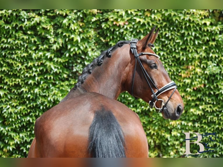 Hannoveriano Caballo castrado 10 años 176 cm Castaño in Osnabrück