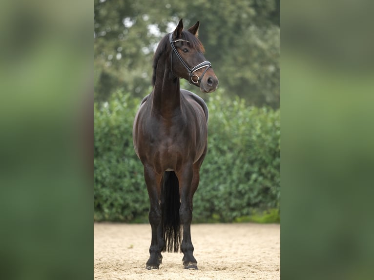 Hannoveriano Caballo castrado 10 años 176 cm Castaño oscuro in Grefrath