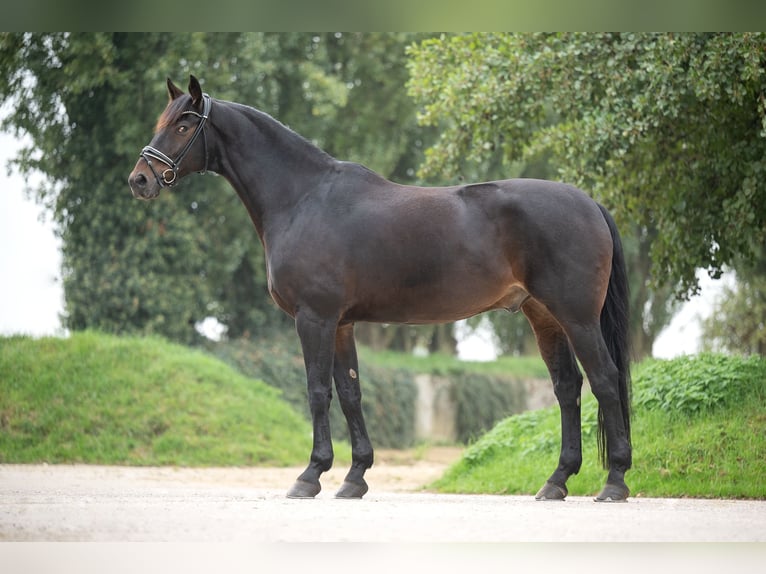 Hannoveriano Caballo castrado 10 años 176 cm Castaño oscuro in Grefrath