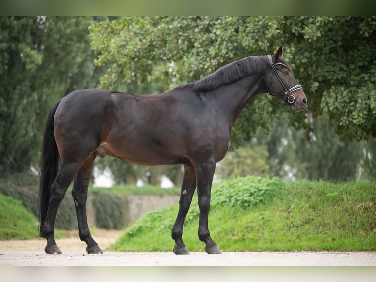 Hannoveriano Caballo castrado 10 años 176 cm Castaño oscuro in Grefrath