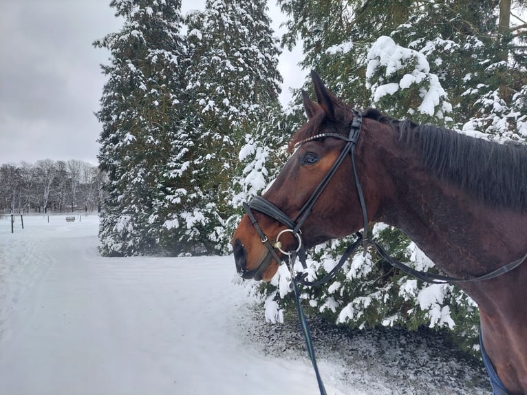 Hannoveriano Caballo castrado 10 años 176 cm Castaño oscuro in Schildow