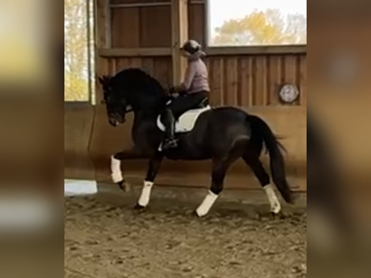 Hannoveriano Caballo castrado 10 años 176 cm Castaño oscuro in Grefrath