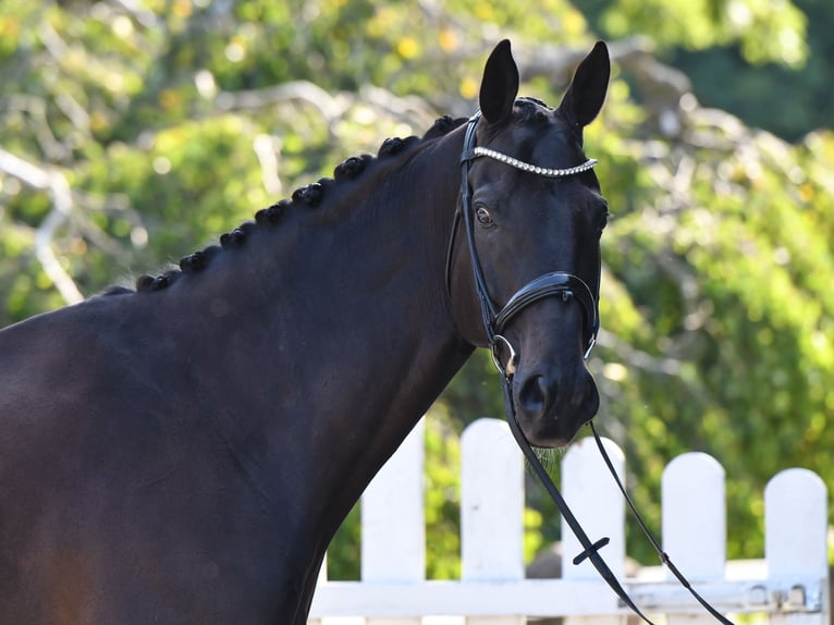 Hannoveriano Caballo castrado 10 años 176 cm Morcillo in Freinwill