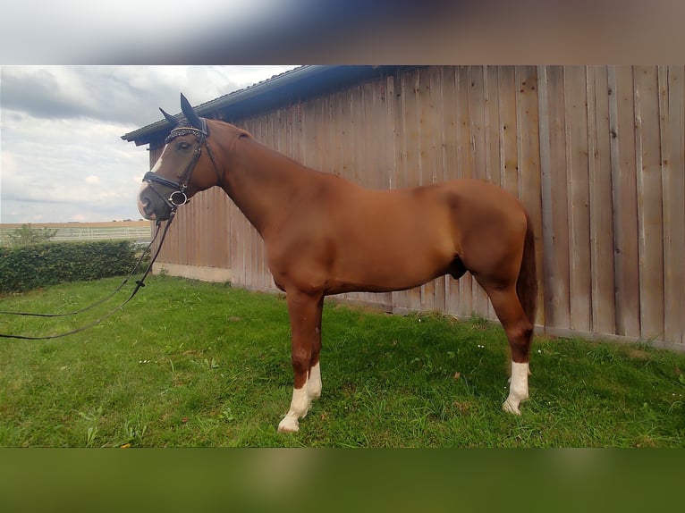 Hannoveriano Caballo castrado 10 años 178 cm Alazán-tostado in Sünching