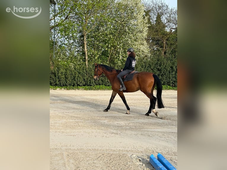 Hannoveriano Caballo castrado 10 años 178 cm Castaño in Seevetal