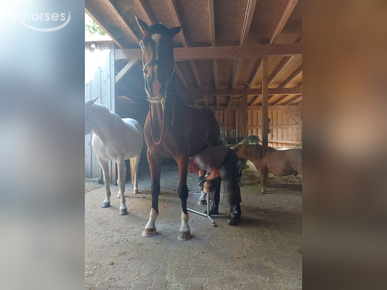 Hannoveriano Caballo castrado 10 años 180 cm Castaño in Gedern