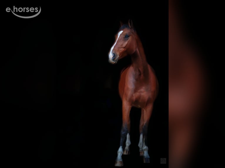 Hannoveriano Caballo castrado 10 años 180 cm Castaño in Gedern