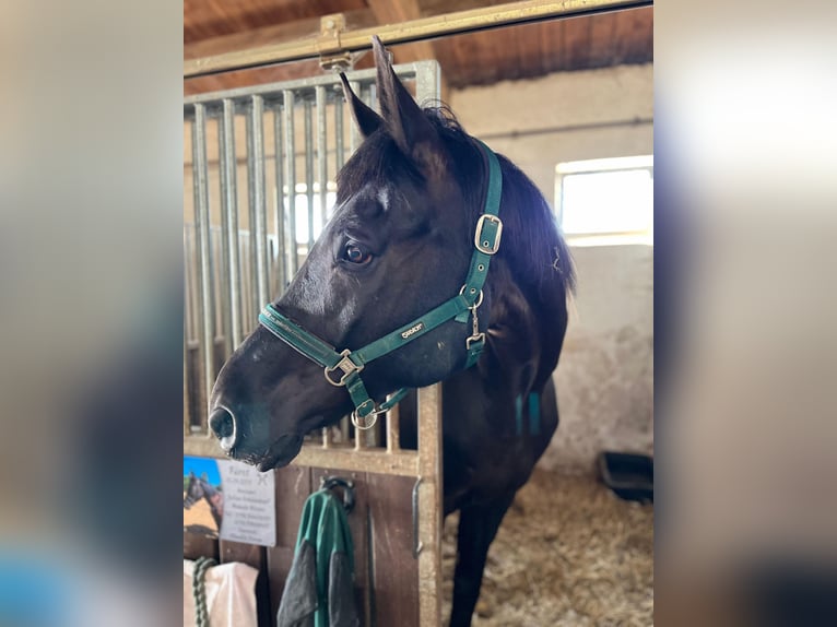 Hannoveriano Caballo castrado 10 años 182 cm Negro in Zwickau