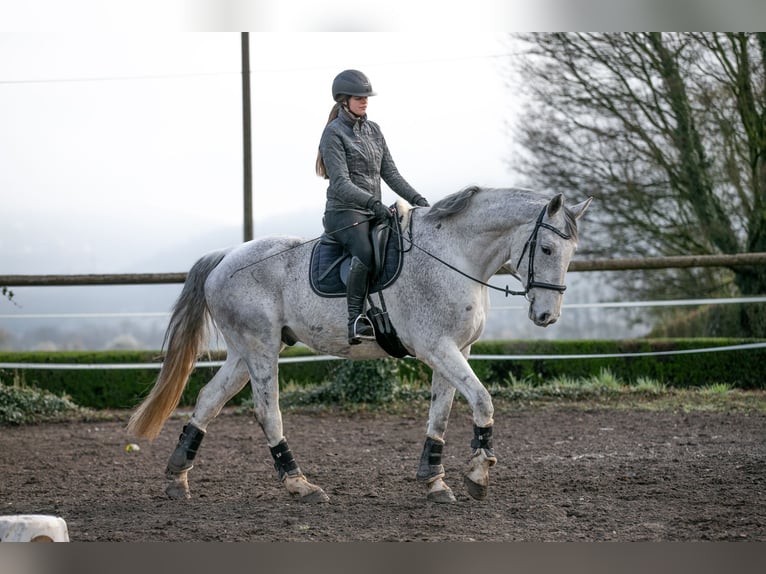 Hannoveriano Caballo castrado 10 años 184 cm  in Ladenburg