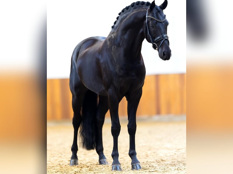 Hannoveriano Caballo castrado 10 años in Z&#xFC;rich