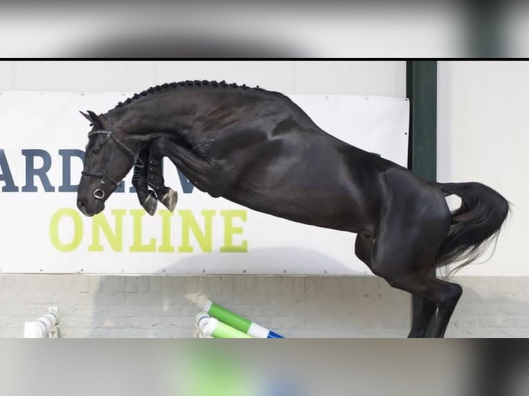 Hannoveriano Caballo castrado 10 años in &#x27;s-Gravenhage