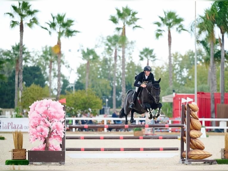 Hannoveriano Caballo castrado 10 años in Thalwil