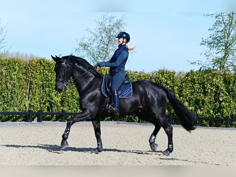 Hannoveriano Caballo castrado 10 años in Z&#xFC;rich
