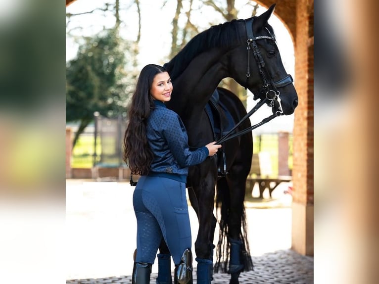 Hannoveriano Caballo castrado 10 años in Z&#xFC;rich
