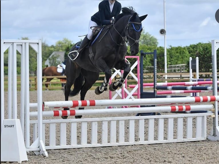 Hannoveriano Caballo castrado 10 años in Z&#xFC;rich
