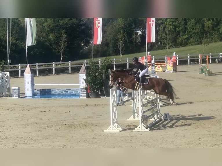 Hannoveriano Caballo castrado 10 años Castaño in Tainach