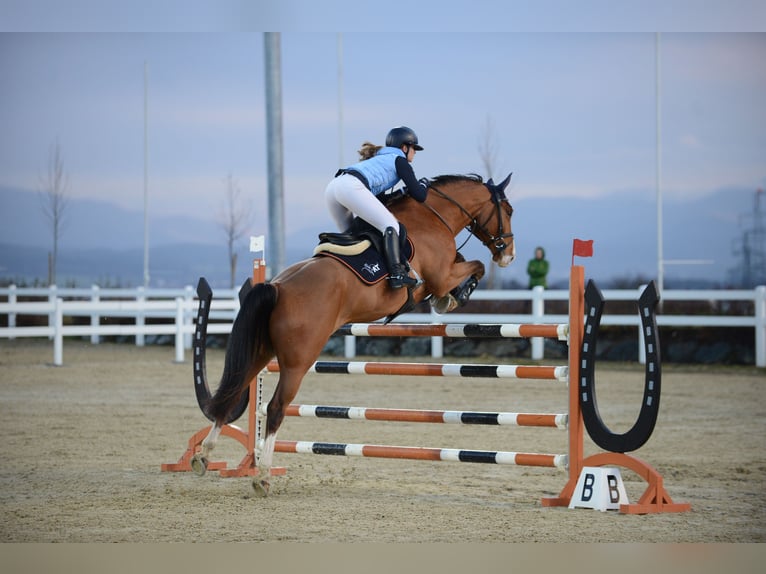 Hannoveriano Caballo castrado 10 años Castaño in Tainach