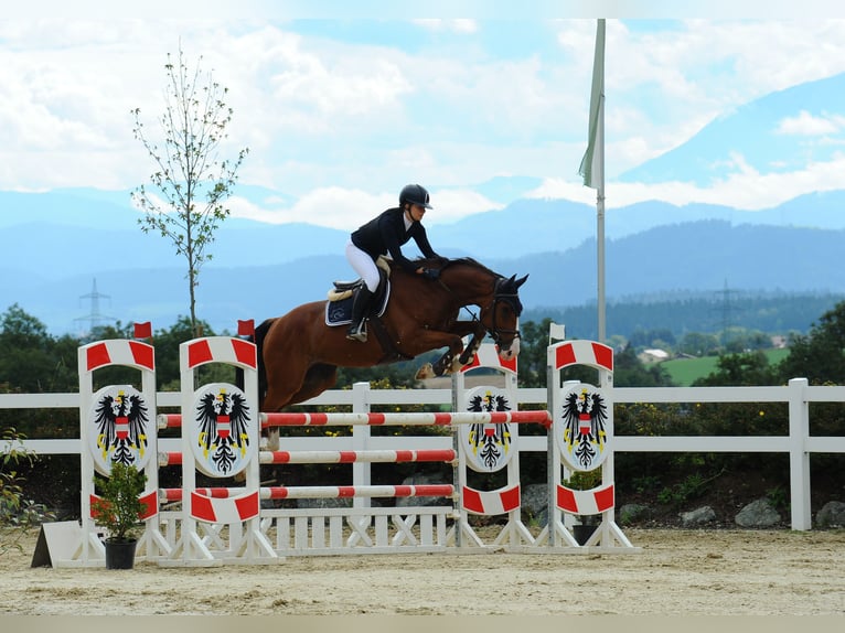 Hannoveriano Caballo castrado 10 años Castaño in Tainach
