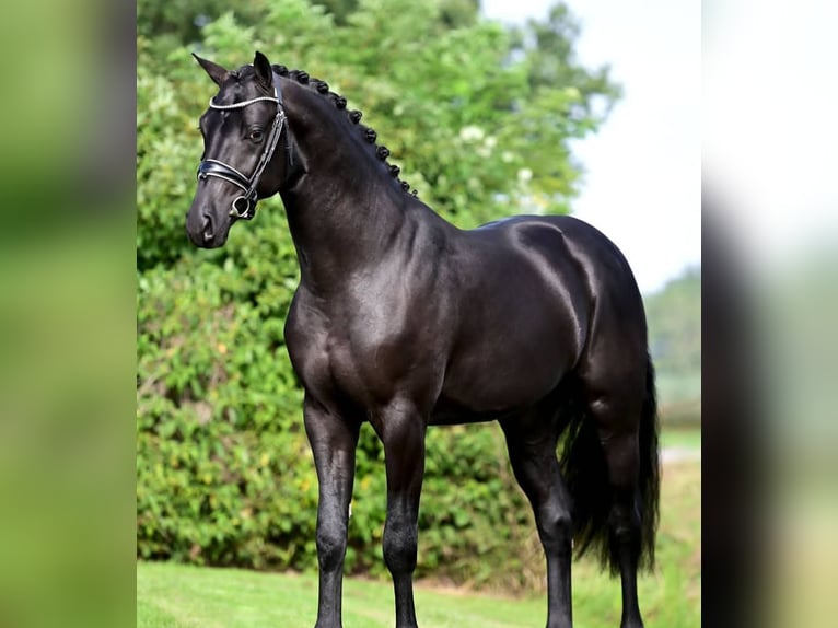 Hannoveriano Caballo castrado 10 años Negro in Bad Iburg