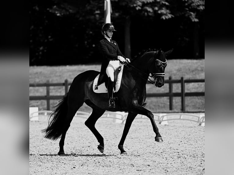 Hannoveriano Caballo castrado 10 años Negro in Bad Iburg