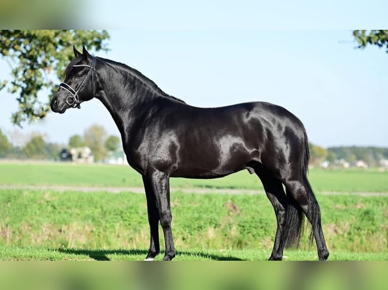Hannoveriano Caballo castrado 10 años Negro in Bad Iburg