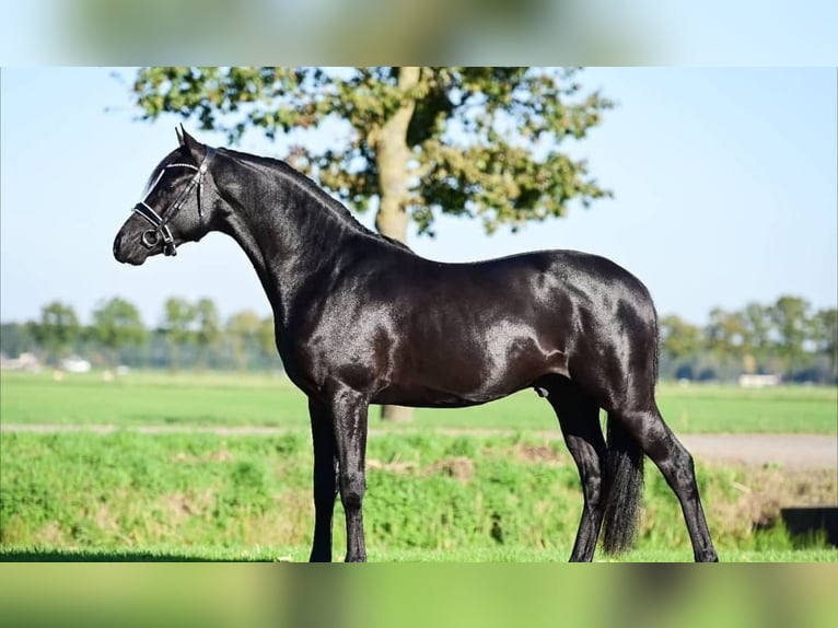 Hannoveriano Caballo castrado 10 años Negro in Bad Iburg