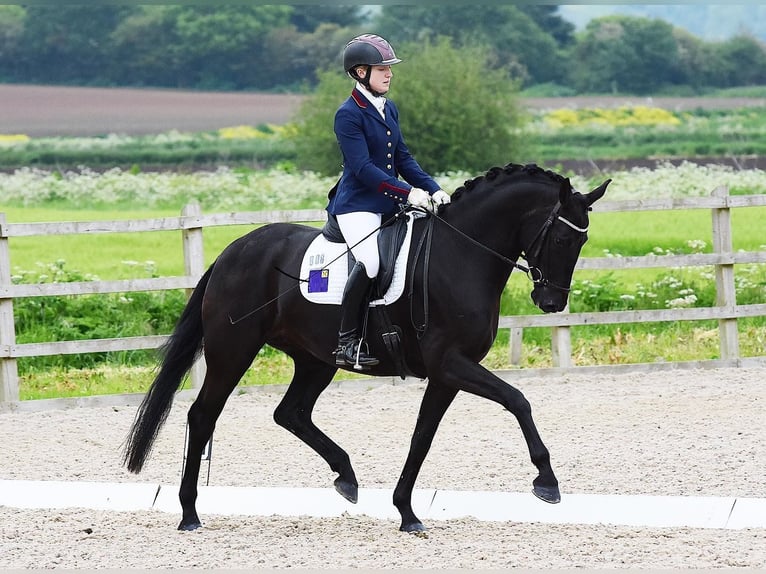 Hannoveriano Caballo castrado 10 años Negro in Lausanne