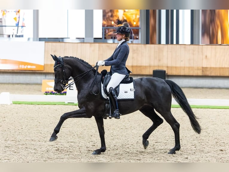 Hannoveriano Caballo castrado 10 años Negro in Lausanne