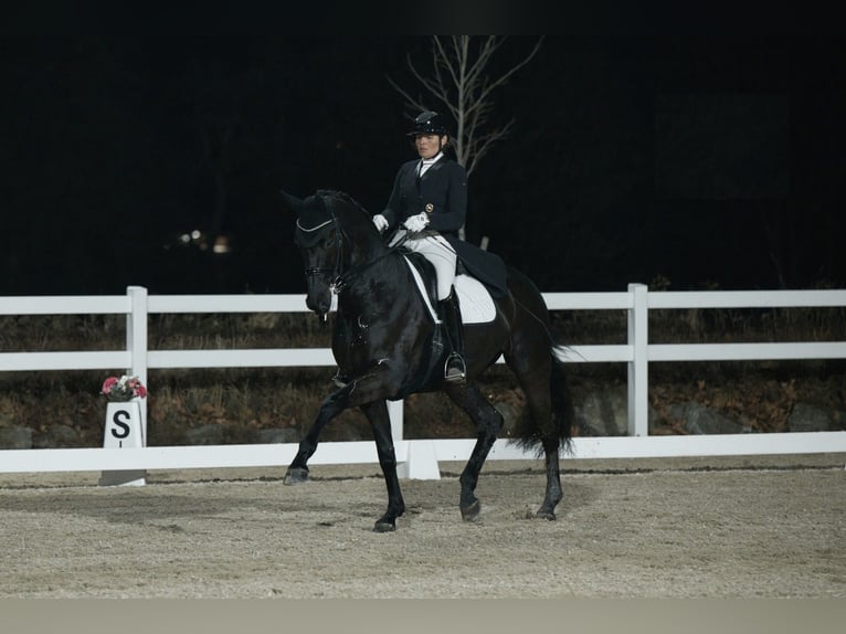 Hannoveriano Caballo castrado 10 años Negro in Zug