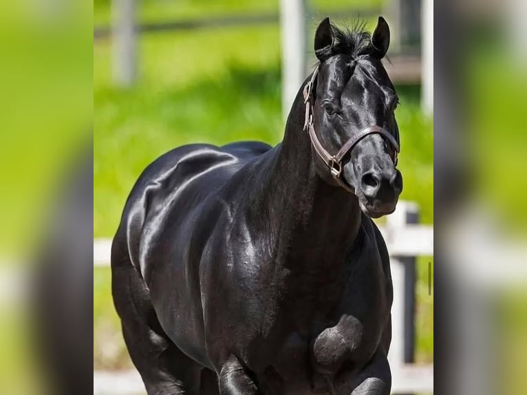 Hannoveriano Caballo castrado 10 años Negro in Zug