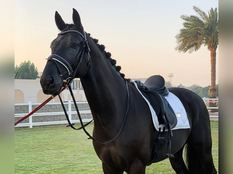 Hannoveriano Caballo castrado 10 años Negro in Winterthur