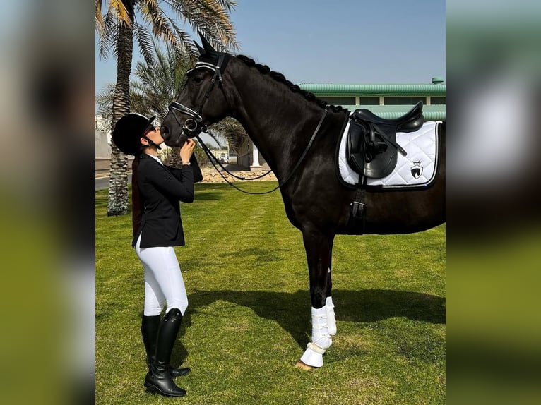 Hannoveriano Caballo castrado 10 años Negro in Winterthur
