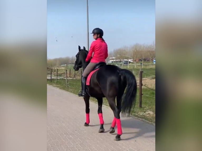 Hannoveriano Caballo castrado 10 años Negro in Winterthur