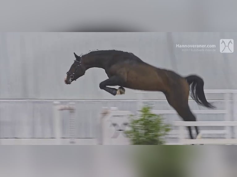 Hannoveriano Caballo castrado 11 años 162 cm Castaño in Colbitz