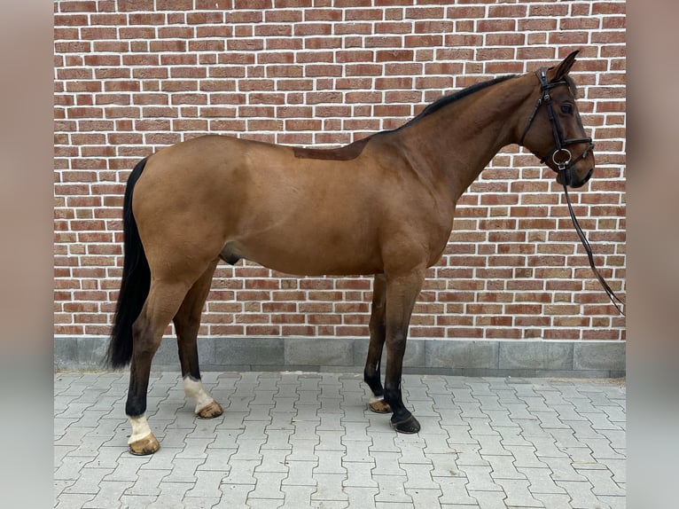 Hannoveriano Caballo castrado 11 años 164 cm Castaño in Walldorf