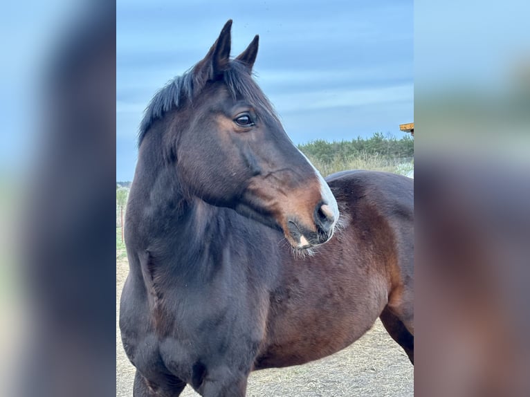 Hannoveriano Caballo castrado 11 años 164 cm Castaño oscuro in Colbitz