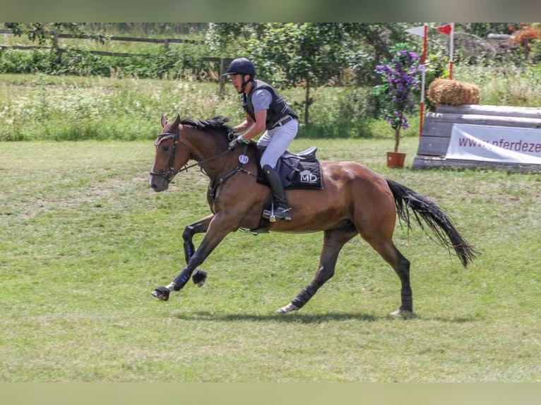 Hannoveriano Caballo castrado 11 años 165 cm Castaño in Gauting